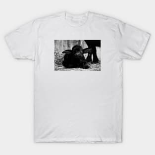 Water buffalo calf / Swiss Artwork Photography T-Shirt